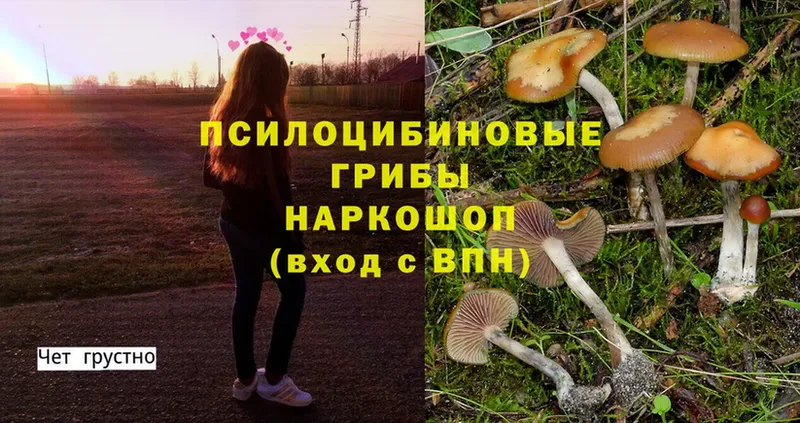 Галлюциногенные грибы Psilocybe  магазин продажи   Аша 